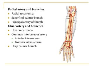 Radial artery and branches
 Radial recurrent a.
 Superfical palmar branch
 Principal artery of thumb
Ulnar artery and branches
 Ulnar recurrent a.
 Common interosseous artery
 Anterior interossous a.
 Posterior interosseous a.
 Deep palmar branch
 