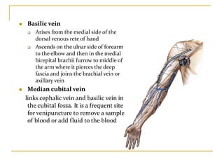  Basilic vein
 Arises from the medial side of the
dorsal venous rete of hand
 Ascends on the ulnar side of forearm
to the elbow and then in the medial
bicepital brachii furrow to middle of
the arm where it pierces the deep
fascia and joins the brachial vein or
axillary vein
 Median cubital vein
links cephalic vein and basilic vein in
the cubital fossa. It is a frequent site
for venipuncture to remove a sample
of blood or add fluid to the blood
 