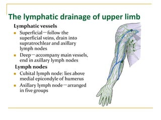 The lymphatic drainage of upper limb
Lymphatic vessels
 Superficial－follow the
superficial veins, drain into
supratrochlear and axillary
lymph nodes
 Deep－accompany main vessels,
end in axillary lymph nodes
Lymph nodes
 Cubital lymph node: lies above
medial epicondyle of humerus
 Axillary lymph node－arranged
in five groups
 