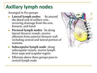 Axillary lymph nodes
Arranged in five groups
 Lateral lymph nodes lie around
the distal end of axillary vein ,
receiving drainage from the arm,
forearm, and hand
 Pectoral lymph nodes lie along
lateral thoracic vessels, receive
afferents from anterior thoracic wall
including central and lateral portion of
mamma
 Subscapular lymph node along
subscapular vessels, receive lymph
from nape and scapular region
 Efferents above three groups pass to
central lymph node
 