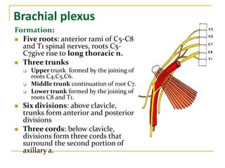 Brachial plexus
Formation:
 Five roots: anterior rami of C5-C8
and T1 spinal nerves, roots C5-
C7give rise to long thoracic n.
 Three trunks
 Upper trunk formed by the joining of
roots C4,C5,C6.
 Middle trunk continuation of root C7.
 Lower trunk formed by the joining of
roots C8 and T1.
 Six divisions: above clavicle,
trunks form anterior and posterior
divisions
 Three cords: below clavicle,
divisions form three cords that
surround the second portion of
axillary a.
 
