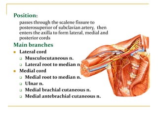 Position:
passes through the scalene fissure to
posterosuperior of subclavian artery, then
enters the axilla to form lateral, medial and
posterior cords
Main branches
 Lateral cord
 Musculocutaneous n.
 Lateral root to median n.
 Medial cord
 Medial root to median n.
 Ulnar n.
 Medial brachial cutaneous n.
 Medial antebrachial cutaneous n.
 