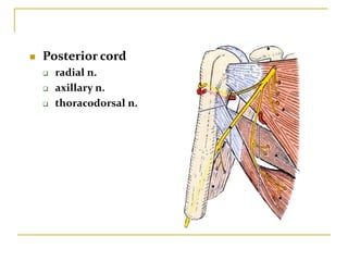  Posterior cord
 radial n.
 axillary n.
 thoracodorsal n.
 