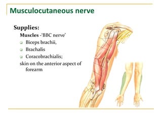 Musculocutaneous nerve
Supplies:
Muscles -‘BBC nerve’
 Biceps brachii,
 Brachalis
 Coracobrachialis;
skin on the anterior aspect of
forearm
 