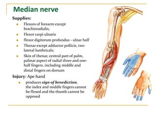 Median nerve
Supplies:
 Flexors of forearm except
brachioradialis,
 Flexor carpi ulnaris
 flexor digitorum profundus - ulnar half
 Thenar except adductor pollicis, two
lateral lumbricals;
 Skin of thenar, central part of palm,
palmar aspect of radial three and one-
half fingers, including middle and
distal fingers on dorsum
Injury: Ape hand
 produces sign of benediction,
the index and middle fingers cannot
be flexed and the thumb cannot be
opposed
 