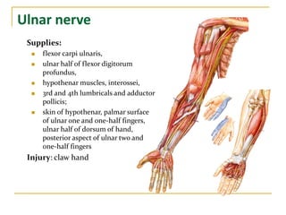 Ulnar nerve
Supplies:
 flexor carpi ulnaris,
 ulnar half of flexor digitorum
profundus,
 hypothenar muscles, interossei,
 3rd and 4th lumbricals and adductor
pollicis;
 skin of hypothenar, palmar surface
of ulnar one and one-half fingers,
ulnar half of dorsum of hand,
posterior aspect of ulnar two and
one-half fingers
Injury: claw hand
 