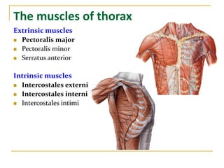 The muscles of thorax
Extrinsic muscles
 Pectoralis major
 Pectoralis minor
 Serratus anterior
Intrinsic muscles
 Intercostales externi
 Intercostales interni
 Intercostales intimi
 