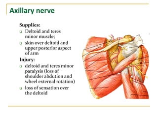 Axillary nerve
Supplies:
 Deltoid and teres
minor muscle;
 skin over deltoid and
upper posterior aspect
of arm
Injury:
 deltoid and teres minor
paralysis (loss of
shoulder abdution and
wheel external rotation)
 loss of sensation over
the deltoid
 