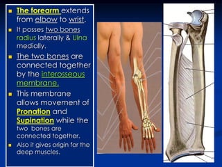  The forearm extends
from elbow to wrist.
 It posses two bones
radius laterally & Ulna
medially.
 The two bones are
connected together
by the interosseous
membrane.
 This membrane
allows movement of
Pronation and
Supination while the
two bones are
connected together.
 Also it gives origin for the
deep muscles.
 