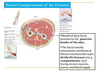 Sheath of deep fascia
attached to the posterior
border of the ulna .
The fascial sheath,
interosseous membrane &
fibrous intermuscular septa,
divide the forearm into 3
compartments, each
having its own muscles,
nerves, and blood supply.
Fascial Compartments of the Forearm
 