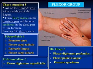 I-Superficial: 4
 Pronator teres
 Flexor carpi radialis
 Palmaris longus
 Flexor carpi ulnaris
II-Intermediate: 1
 Flexor digitorum superficialis
These muscles: 8
 Act on the elbow & wrist
joints and those of the
fingers.
 Form fleshy masses in the
proximal part and become
tendinous in the distal part
of the forearm.
•Arranged in three groups:
III- Deep: 3
 Flexor digitorum profundus
 Flexor pollicis longus
 Pronator quadratus
FLEXOR GROUP
 