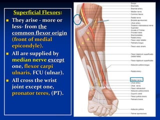 Superficial Flexors:
 They arise - more or
less- from the
common flexor origin
(front of medial
epicondyle).
 All are supplied by
median nerve except
one, flexor carpi
ulnaris, FCU (ulnar).
 All cross the wrist
joint except one,
pronator teres, (PT).
 