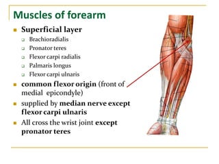Muscles of forearm
 Superficial layer
 Brachioradialis
 Pronator teres
 Flexor carpi radialis
 Palmaris longus
 Flexor carpi ulnaris
 common flexor origin (front of
medial epicondyle)
 supplied by median nerve except
flexor carpi ulnaris
 All cross the wrist joint except
pronator teres
 