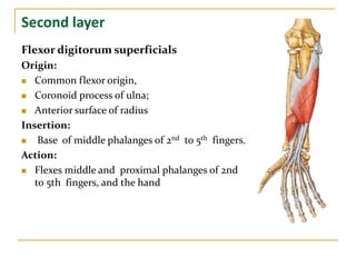 Second layer
Flexor digitorum superficials
Origin:
 Common flexor origin,
 Coronoid process of ulna;
 Anterior surface of radius
Insertion:
 Base of middle phalanges of 2nd to 5th fingers.
Action:
 Flexes middle and proximal phalanges of 2nd
to 5th fingers, and the hand
 