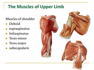 The Muscles of Upper Limb
Muscles of shoulder
 Deltoid
 supraspinatus
 Infraspinatus
 Teres minor
 Teres major
 subscapularis
 