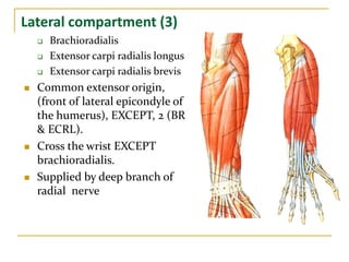 Lateral compartment (3)
 Brachioradialis
 Extensor carpi radialis longus
 Extensor carpi radialis brevis
 Common extensor origin,
(front of lateral epicondyle of
the humerus), EXCEPT, 2 (BR
& ECRL).
 Cross the wrist EXCEPT
brachioradialis.
 Supplied by deep branch of
radial nerve
 