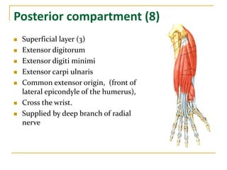 Posterior compartment (8)
 Superficial layer (3)
 Extensor digitorum
 Extensor digiti minimi
 Extensor carpi ulnaris
 Common extensor origin, (front of
lateral epicondyle of the humerus),
 Cross the wrist.
 Supplied by deep branch of radial
nerve
 