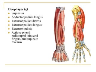 Deep layer (5)
 Supinator
 Abductor pollicis longus
 Extensor pollicis brevis
 Extensor pollicis longus
 Extensor indicis
 Action: extend
radiocapral joint and
fingers, and supinate
forearm
 