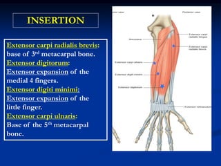 Extensor carpi radialis brevis:
base of 3rd metacarpal bone.
Extensor digitorum:
Extensor expansion of the
medial 4 fingers.
Extensor digiti minimi:
Extensor expansion of the
little finger.
Extensor carpi ulnaris:
Base of the 5th metacarpal
bone.
INSERTION
 