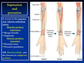 Supination
and
pronation
It occurs in the superior
and inferior radioulnar
joints;
Muscles produce
supination
 Biceps brachii.
 Supinator.
Muscles produce
pronation
 Pronator teres.
 Pronator quadratus.
NB. Brachioradialis put
the forearm in midprone-
position.
 