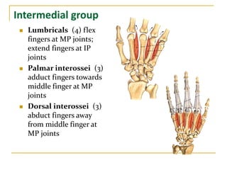 Intermedial group
 Lumbricals (4) flex
fingers at MP joints;
extend fingers at IP
joints
 Palmar interossei (3)
adduct fingers towards
middle finger at MP
joints
 Dorsal interossei (3)
abduct fingers away
from middle finger at
MP joints
 