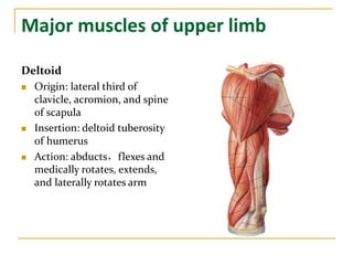 Major muscles of upper limb
Deltoid
 Origin: lateral third of
clavicle, acromion, and spine
of scapula
 Insertion: deltoid tuberosity
of humerus
 Action: abducts，flexes and
medically rotates, extends,
and laterally rotates arm
 