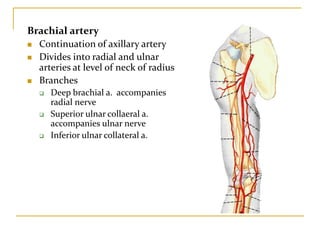 Brachial artery
 Continuation of axillary artery
 Divides into radial and ulnar
arteries at level of neck of radius
 Branches
 Deep brachial a. accompanies
radial nerve
 Superior ulnar collaeral a.
accompanies ulnar nerve
 Inferior ulnar collateral a.
 
