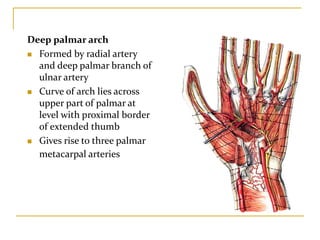 Deep palmar arch
 Formed by radial artery
and deep palmar branch of
ulnar artery
 Curve of arch lies across
upper part of palmar at
level with proximal border
of extended thumb
 Gives rise to three palmar
metacarpal arteries
 
