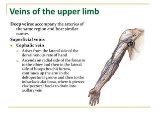 Veins of the upper limb
Deep veins: accompany the arteries of
the same region and bear similar
names
Superficial veins
 Cephalic vein
 Arises from the lateral side of the
dorsal venous rete of hand
 Ascends on radial side of the forearm
to the elbow and then in the lateral
side of biceps brachii furrow,
continues up the arm in the
deltopectoral groove and then to the
infraclavicular fossa, where it pierces
clavipectoral fascia to drain into
axillary vein
 