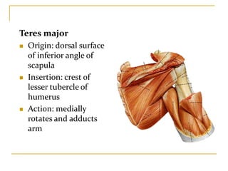 Teres major
 Origin: dorsal surface
of inferior angle of
scapula
 Insertion: crest of
lesser tubercle of
humerus
 Action: medially
rotates and adducts
arm
 