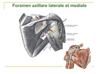 Foramen axillare laterale et mediale
 