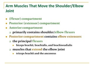 Arm Muscles That Move the Shoulder/Elbow
Joint
 (Flexor) compartment
 Posterior (extensor) compartment
 Anterior compartment
 primarily contains shoulder/elbow flexors
 Posterior compartment contains elbow extensors
 the principal flexors
 biceps brachii, brachialis, and brachioradialis
 muscles that extend the elbow joint
 triceps brachii and the anconeus
 