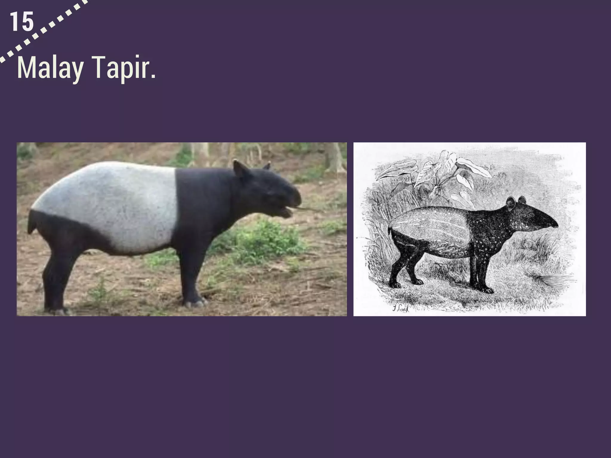 15
Malay Tapir.
 