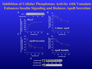 0
20
40
60
80
100
120
0 20 40 60 80
Vanadate (µM)
RecoveredCellularApoB
(relativetountreated)
B
0
20
40
60
80
100
120
0 20 40 60 80
Vanadate (µM)
RecoveredLabeledMediaApoB
(relativetountreated)
C
Vanadate (µM)
RecoveredTotalApoB
(relativetountreated)
0
20
40
60
80
100
120
0 20 40 60 80
D
Vanadate (µM) 0 10 40 80
IR-pY
0
100
200
300
400
500
600
0 20 40 60 80
Vanadate (µM)
InsulinReceptorPhosphorylation
(relativetountreated)
A
0 10 20 40 80Vanadate (µM)
Cellular ApoB
Secreted ApoB
E
Inhibition of Cellular Phosphatase Activity with Vanadate
Enhances Insulin Signaling and Reduces ApoB Secretion
IR-IR-ppYY
Cellular ApoBCellular ApoB
ApoB StabilityApoB Stability
ApoB SecretionApoB Secretion
 