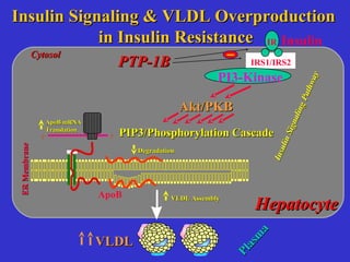 CytosolCytosol
HepatocyteHepatocyte
ApoB
DegradationDegradation
5'
3'
ApoB mRNAApoB mRNA
TranslationTranslation
ERMembraneERMembrane
Insulin
IRS1/IRS2
IR
InsulinSignalingPathway
InsulinSignalingPathway
Plasm
a
Plasm
a
VLDLVLDL
Insulin Signaling & VLDL OverproductionInsulin Signaling & VLDL Overproduction
in Insulin Resistancein Insulin Resistance
PI3-Kinase
VLDL AssemblyVLDL Assembly
PIP3/Phosphorylation CascadePIP3/Phosphorylation Cascade
Akt/PKBAkt/PKB
PTP-1BPTP-1B
3'
 