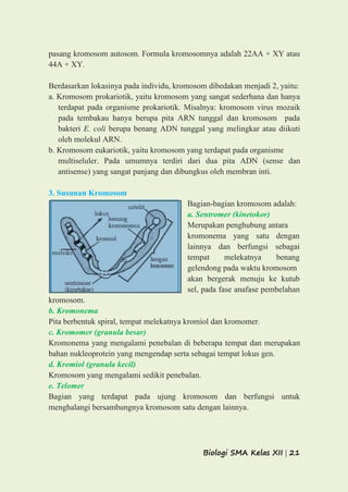 Biologi SMA Kelas XII | 21
pasang kromosom autosom. Formula kromosomnya adalah 22AA + XY atau
44A + XY.
Berdasarkan lokasinya pada individu, kromosom dibedakan menjadi 2, yaitu:
a. Kromosom prokariotik, yaitu kromosom yang sangat sederhana dan hanya
terdapat pada organisme prokariotik. Misalnya: kromosom virus mozaik
pada tembakau hanya berupa pita ARN tunggal dan kromosom pada
bakteri E. coli berupa benang ADN tunggal yang melingkar atau diikuti
oleh molekul ARN.
b. Kromosom eukariotik, yaitu kromosom yang terdapat pada organisme
multiseluler. Pada umumnya terdiri dari dua pita ADN (sense dan
antisense) yang sangat panjang dan dibungkus oleh membran inti.
3. Susunan Kromosom
Bagian-bagian kromosom adalah:
a. Sentromer (kinetokor)
Merupakan penghubung antara
kromonema yang satu dengan
lainnya dan berfungsi sebagai
tempat melekatnya benang
gelendong pada waktu kromosom
akan bergerak menuju ke kutub
sel, pada fase anafase pembelahan
kromosom.
b. Kromonema
Pita berbentuk spiral, tempat melekatnya kromiol dan kromomer.
c. Kromomer (granula besar)
Kromonema yang mengalami penebalan di beberapa tempat dan merupakan
bahan nukleoprotein yang mengendap serta sebagai tempat lokus gen.
d. Kromiol (granula kecil)
Kromosom yang mengalami sedikit penebalan.
e. Telomer
Bagian yang terdapat pada ujung kromosom dan berfungsi untuk
menghalangi bersambungnya kromosom satu dengan lainnya.
 