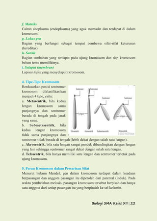 Biologi SMA Kelas XII | 22
f. Matriks
Cairan sitoplasma (endoplasma) yang agak memadat dan terdapat di dalam
kromosom.
g. Lokus gen
Bagian yang berfungsi sebagai tempat pembawa sifat-sifat keturunan
(hereditas).
h. Satelit
Bagian tambahan yang terdapat pada ujung kromosom dan tiap kromosom
belum tentu memilikinya.
i. Selaput (membran)
Lapisan tipis yang menyelaputi kromosom.
4. Tipe-Tipe Kromosom
Berdasarkan posisi sentromer,
kromosom diklasifikasikan
menjadi 4 tipe, yaitu:
a. Metasentrik, bila kedua
lengan kromosom sama
panjangnya dan sentromer
berada di tengah pada jarak
yang sama.
b. Submetasentrik, bila
kedua lengan kromosom
tidak sama panjangnya dan
sentromer tidak berada di tengah (lebih dekat dengan salah satu lengan).
c. Akrosentrik, bila satu lengan sangat pendek dibandingkan dengan lengan
yang lain sehingga sentromer sangat dekat dengan salah satu lengan.
d. Telosentrik, bila hanya memiliki satu lengan dan sentromer terletak pada
ujung kromosom.
5. Peran Kromosom dalam Pewarisan Sifat
Menurut hukum Mendel, gen dalam kromosom terdapat dalam keadaan
berpasangan dan anggota pasangan itu diperoleh dari parental (induk). Pada
waktu pembelahan meiosis, pasangan kromosom tersebut berpisah dan hanya
satu anggota dari setiap pasangan itu yang berpindah ke sel kelamin.
 