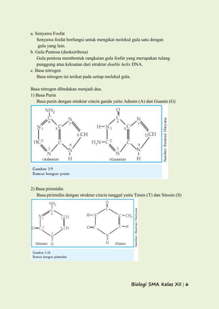 Biologi SMA Kelas XII | 6
a. Senyawa Fosfat
Senyawa fosfat berfungsi untuk mengikat molekul gula satu dengan
gula yang lain.
b. Gula Pentosa (deoksiribosa)
Gula pentosa membentuk rangkaian gula fosfat yang merupakan tulang
punggung atau kekuatan dari struktur double helix DNA.
c. Basa nitrogen
Basa nitrogen ini terikat pada setiap molekul gula.
Basa nitrogen dibedakan menjadi dua.
1) Basa Purin
Basa purin dengan struktur cincin ganda yaitu Adenin (A) dan Guanin (G)
2) Basa pirimidin
Basa pirimidin dengan struktur cincin tunggal yaitu Timin (T) dan Sitosin (S)
 