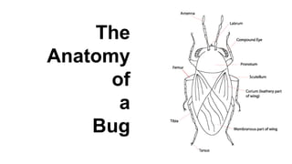 The
Anatomy
of
a
Bug
 