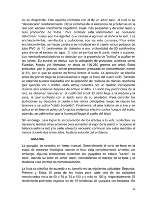 no se desprende. Este aspecto contrasta con el de un árbol sano, el cual sí se
"descascara" constantemente. Otros síntomas de la existencia de problemas en la
raíz son: escaso crecimiento vegetativo, hojas más pequeñas y de color rojizo y
nula producción de frutos. Para combatir esta enfermedad, es necesario
determinar cuáles son los agentes que causan o agravan el daño a la raíz. Los
encharcamientos, nemátodos y pudriciones son los más comunes. Para evitar
encharcamientos, se hacen zanjas o se introduce en el cajete varios pedazos de
tubo PVC de 10 centímetros de diámetro a una profundidad de 50 centímetros
para drenar el exceso de agua. El tubo se perfora en la parte media y superior.
Los nemátodosnoduladores se detectan por la presencia de "bolitas" o agallas en
las raíces. Su control se realiza con la aplicación de productos químicos como
Furadán, Mocap y/o Nemacur, en dosis de 150-250 gramos por árbol. Estos
productos, por lo general, tienen presentación granulada en concentración menor
al 5%, por lo que se aplican en forma directa al suelo. La aplicación se efectúa
antes del primer riego de postquiesencia o riego de inicio del nuevo ciclo. También
se obtienen buenos resultados con la aplicación de residuos de plantas crucíferas
(por ejemplo, col o coliflor, entre otros) cubiertas por un plástico transparente
durante seis semanas después de activar el árbol. Cuando hay pudriciones de la
raíz, se observan lesiones en el cuello del árbol. El daño llega a la madera y la
seca, la cual contrasta con el tejido sano de su alrededor. Para controlar las
pudriciones se descubre el cuello y las raíces principales, luego se raspan las
lesiones y se aplica "caldo bordelés". Finalmente, el área tratada se cubre y se
aplica en el área de goteo un fungicida sistémico efectivo contra hongos del suelo;
además, se debe evitar que la humedad llegue al cuello del árbol.

Sin embargo, para lograr la incorporación de los árboles a la vida productiva, es
necesario realizar otras acciones para aumentar el vigor de la planta y recuperar el
balance entre la raíz y la parte aérea.Es necesario continuar con estas medidas al
menos durante dos a tres años, hasta la solución del problema.

      Cosecha

La guayaba se cosecha en forma manual. Generalmente el corte se hace en la
etapa de madurez fisiológica cuando el fruto está completamente amarillo; sin
embargo, algunos productores cosechan las guayabas en estado "sazón", es
decir, cuando su color es verde limón, considerando el manejo de la fruta y la
distancia a los centros de comercialización.

La fruta se clasifica de acuerdo a su tamaño en las siguientes calidades: Segunda,
Primera y Extra. El peso de los frutos para cada una de las calidades
mencionadas varía de 50 a 75 g, 75 a 100 g y más de 100 g, respectivamente. El
rendimiento promedio regional es de 16 toneladas de guayaba por hectárea. En

                                                                                 12
 
