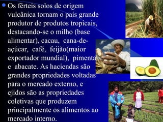    Os férteis solos de origem
    vulcânica tornam o país grande
    produtor de produtos tropicais,
    destacando-se o milho (base
    alimentar), cacau, cana-de-
    açúcar, café, feijão(maior
    exportador mundial), pimenta
    e abacate. As haciendas são
    grandes propriedades voltadas
    para o mercado externo, e
    ejidos são as propriedades
    coletivas que produzem
    principalmente os alimentos ao
    mercado interno.
 