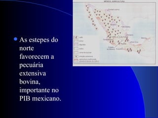    As estepes do
    norte
    favorecem a
    pecuária
    extensiva
    bovina,
    importante no
    PIB mexicano.
 