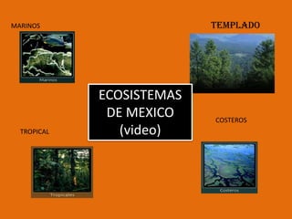 TEMPLADO
ECOSISTEMAS
DE MEXICO
(video)
MARINOS
TROPICAL
COSTEROS
 