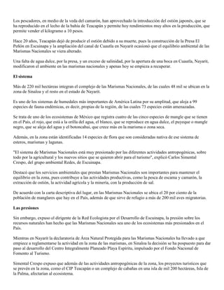 Los pescadores, en medio de la veda del camarón, han aprovechado la introducción del ostión japonés, que se
ha reproducido en el lecho de la bahía de Teacapán y permite hoy rendimientos muy altos en la producción, que
permite vender el kilogramo a 10 pesos.
Hace 20 años, Teacapán dejó de producir el ostión debido a su muerte, pues la construcción de la Presa El
Peñón en Escuinapa y la ampliación del canal de Cuautla en Nayarit ocasionó que el equilibrio ambiental de las
Marismas Nacionales se viera alterado.
Una falta de agua dulce, por la presa, y un exceso de salinidad, por la apertura de una boca en Cuautla, Nayarit,
modificaron el ambiente en las marismas nacionales y apenas hoy se empieza a recuperar.
El sistema
Más de 220 mil hectáreas integran el complejo de las Marismas Nacionales, de las cuales 48 mil se ubican en la
zona de Sinaloa y el resto en el estado de Nayarit.
Es uno de los sistemas de humedales más importantes de América Latina por su amplitud, que aloja a 99
especies de fauna endémicas, es decir, propias de la región, de las cuales 73 especies están amenazadas.
Se trata de uno de los ecosistemas de México que registra cuatro de las cinco especies de mangle que se tienen
en el País, el rojo, que está a la orilla del agua, el blanco, que se reproduce en agua dulce, el puyeque o mangle
negro, que se aleja del agua y el botoncahui, que crece más en la marisma o zona seca.
Además, en la zona están identificadas 14 especies de flora que son consideradas nativa de ese sistema de
esteros, marismas y lagunas.
"El sistema de Marismas Nacionales está muy presionado por las diferentes actividades antropogénicas, sobre
todo por la agricultural y los nuevos sitios que se quieren abrir para el turismo", explicó Carlos Simental
Crespo, del grupo ambiental Redes, de Escuinapa.
Destacó que los servicios ambientales que prestan Marismas Nacionales son importantes para mantener el
equilibrio en la zona, pues contribuye a las actividades productivas, como la pesca de escama y camarón, la
extracción de ostión, la actividad agrícola y la minería, con la producción de sal.
De acuerdo con la carta descriptiva del lugar, en las Marismas Nacionales se ubica el 20 por ciento de la
población de manglares que hay en el País, además de que sirve de refugio a más de 200 mil aves migratorias.
Las presiones
Sin embargo, expuso el dirigente de la Red Ecologista por el Desarrollo de Escuinapa, la presión sobre los
recursos naturales han hecho que las Marismas Nacionales sea uno de los ecosistemas más presionados en el
País.
Mientras en Nayarit la declaratoria de Área Natural Protegida para las Marismas Nacionales ha llevado a que
empiece a reglamentarse la actividad en la zona de las marismas, en Sinaloa la decisión se ha pospuesto para dar
paso al desarrollo del Centro Integralmente Planeado Playa Espíritu, impulsado por el Fondo Nacional de
Fomento al Turismo.
Simental Crespo expuso que además de las actividades antropogénicas de la zona, los proyectos turísticos que
se prevén en la zona, como el CIP Teacapán o un complejo de cabañas en una isla de mil 200 hectáreas, Isla de
la Palma, afectarían al ecosistema.
 