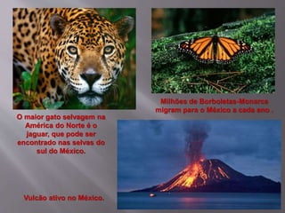 O maior gato selvagem na
América do Norte é o
jaguar, que pode ser
encontrado nas selvas do
sul do México.
Vulcão ativo no México.
Milhões de Borboletas-Monarca
migram para o México a cada ano .
 