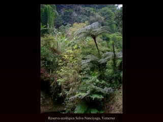 Reserva ecológica Selva Nanciyaga, Veracruz 
