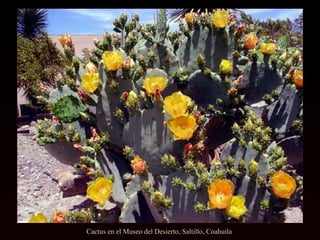 Cactus en el Museo del Desierto, Saltillo, Coahuila  