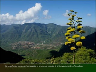 La pequeñez del humano se hace palpable en la generosa vastedad de la Sierra de Janambres, Tamaulipas
Foto © Sergio Niebla (18/07/2010)
 