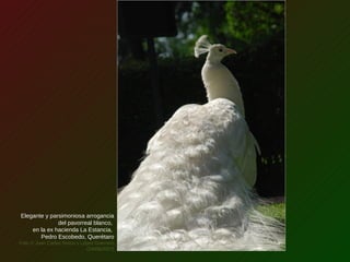 Elegante y parsimoniosa arrogancia
del pavorreal blanco,
en la ex hacienda La Estancia,
Pedro Escobedo, Querétaro
Foto © Juan Carlos Romo y López Guerrero
(24/06/2007)
 