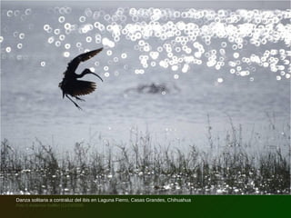 Danza solitaria a contraluz del ibis en Laguna Fierro, Casas Grandes, Chihuahua
Foto © Audencio Guillén (11/10/2008)
 